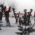Коммунальные службы города приступили к формовочной обрезке деревьев на общественных пространствах города
