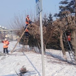 Коммунальные службы города приступили к формовочной обрезке деревьев на общественных пространствах города