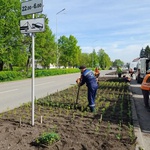 Белово украсят сотни тысяч цветов