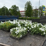 Белово украсят сотни тысяч цветов